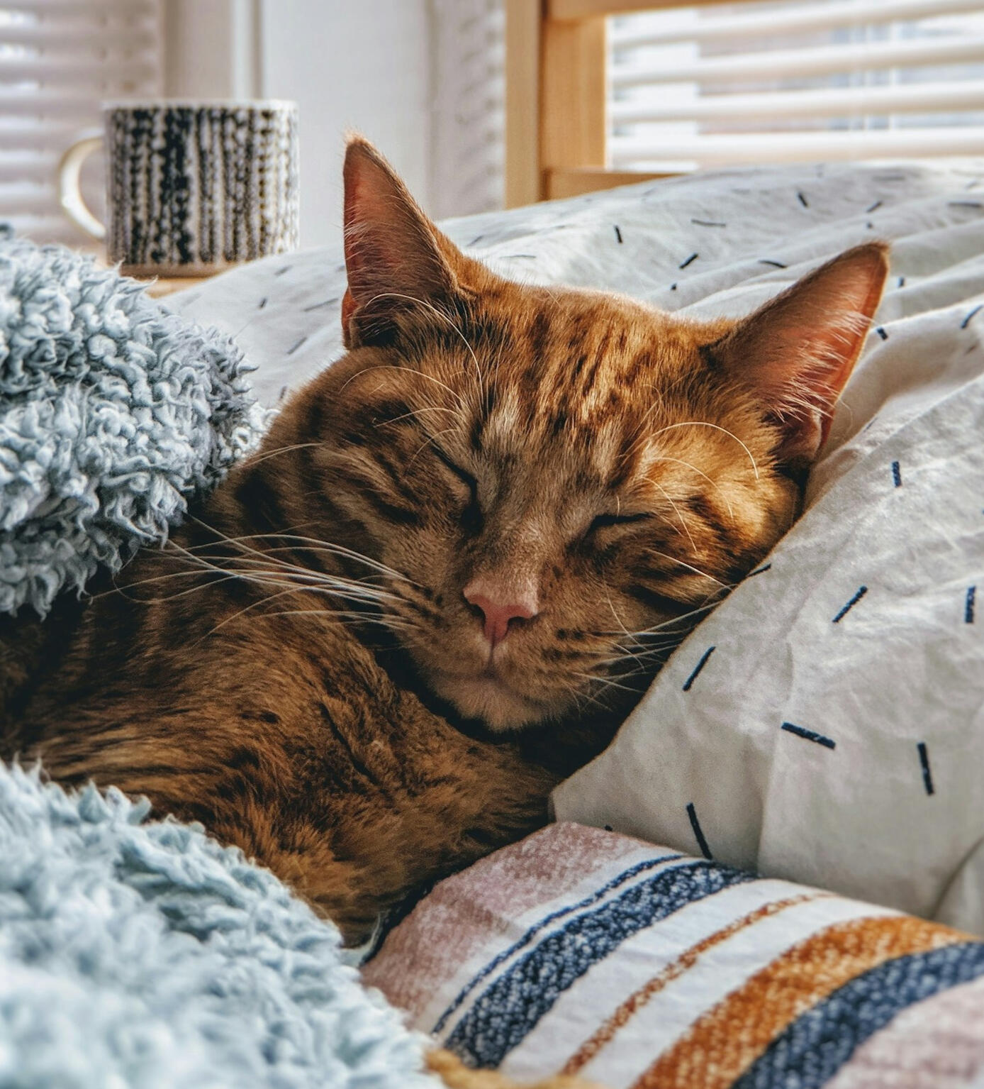 An orange tabby cat resting on a cozy bed surrounded by blankets and a knitted throw.